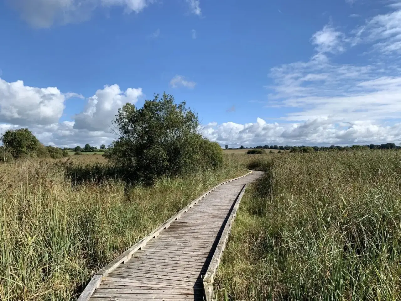 Pollardstown Fen