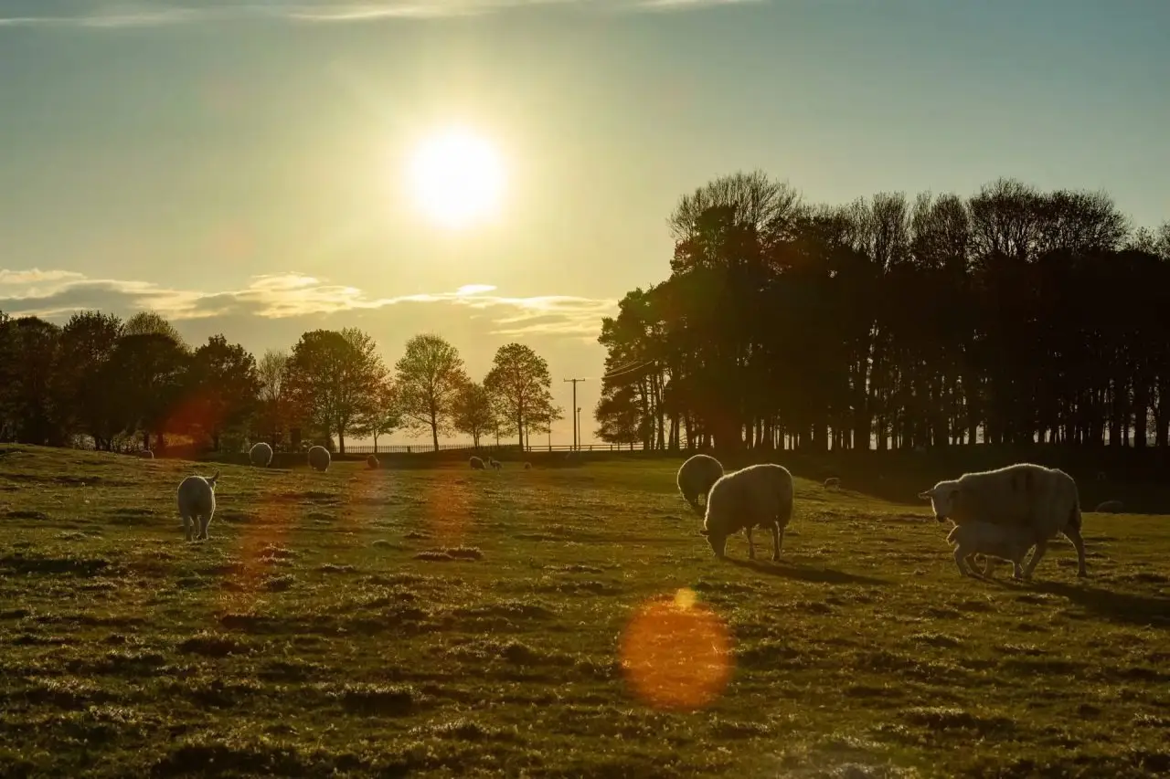 Curragh Plains with sheep during sunset